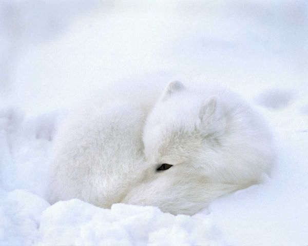 Canada, Churchill Artic fox rests in a snowdrift
